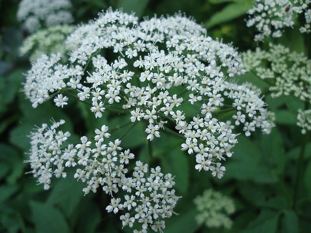 Blühen, Weiß, Pflanze, Weiße Blume