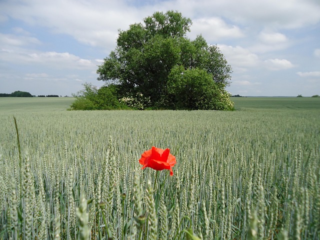 Feld, Baum, Mais, Grün, Mohnblumen, Mohn