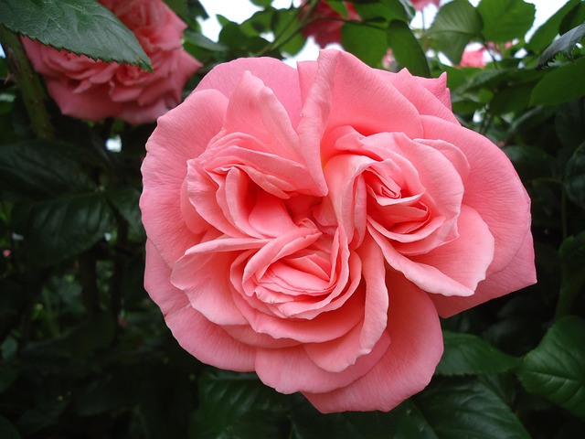 Rosen, Blumentapete, Rosa, Schöne Blumen