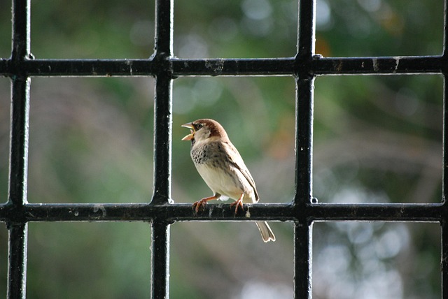Oiseau Bec - Photo gratuite sur Pixabay - Pixabay