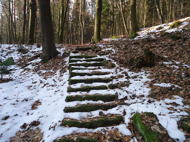 Winter, Treppe, Wald, Schnee