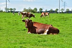 cow, animal, cattle