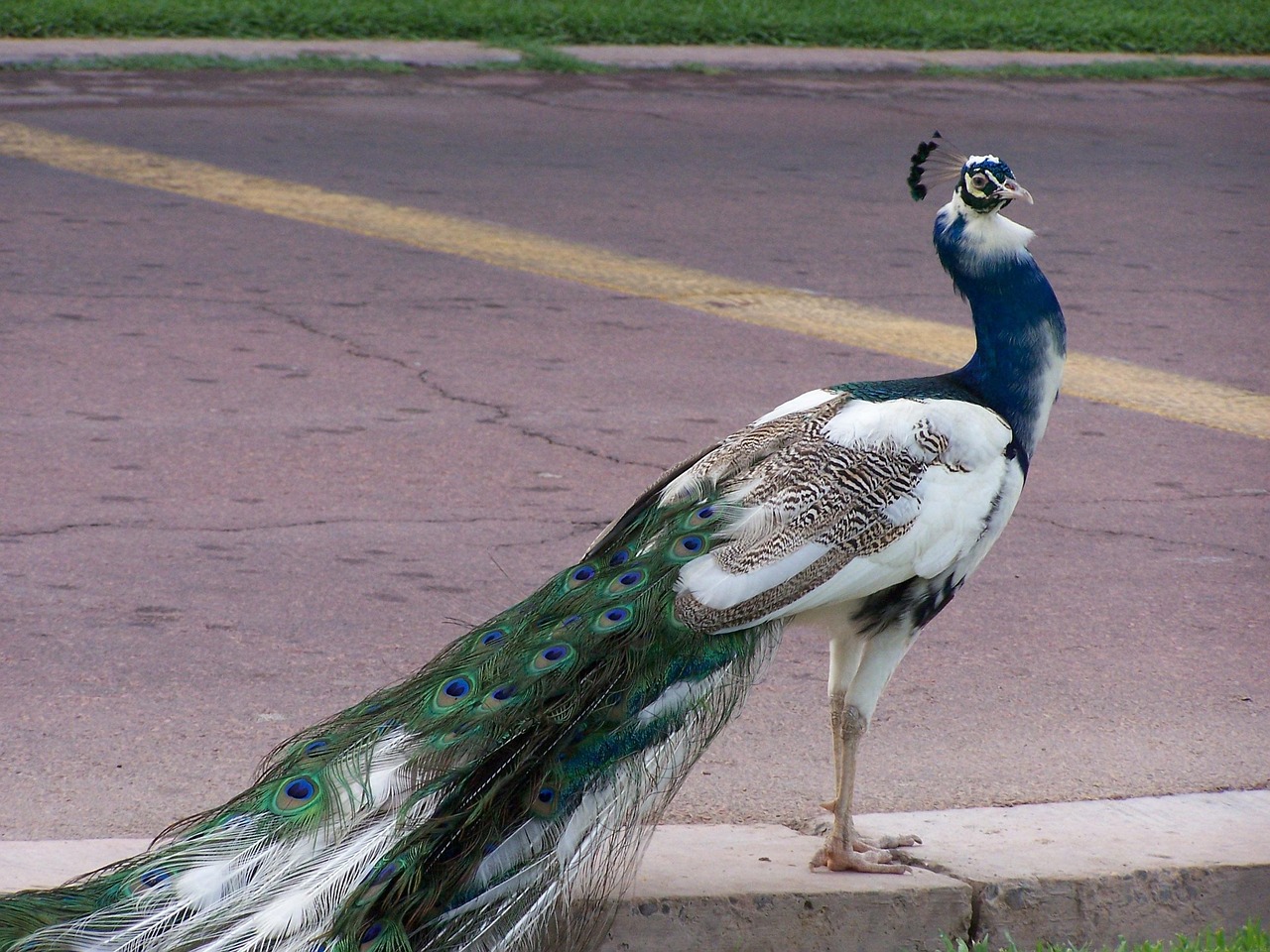 peacock-806998_1280.jpg