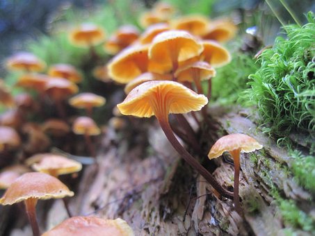 Free Mushroom Hiking photo and picture