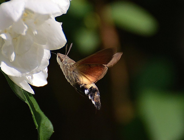Free Hummingbird Hawk Moth Butterfly photo and picture