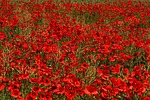 poppy, brandenburg, flower