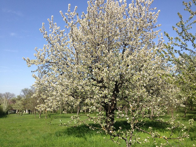 Free Tree Cherry Tree photo and picture