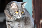 cat, eye, view