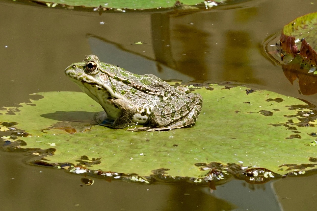 Nature - free online jigsaw puzzle photo