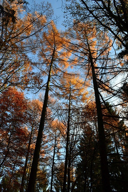 Free Fall Forest photo and picture