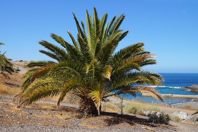 Free Palm Tree Tenerife photo and picture