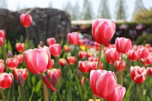 Flowers, Pink, Pink Flower, Spring