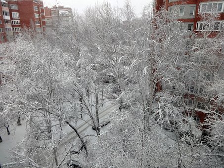 Vinter, Sne, Træer, Kold, Frost, Hvid