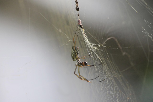 Free Spider Insect photo and picture