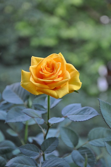 Yellow Roses Summer - Free photo on Pixabay - Pixabay