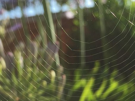 Free Cobweb Macro photo and picture