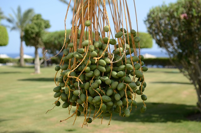 Palma, Verde, Jardim, Fruta, Natureza
