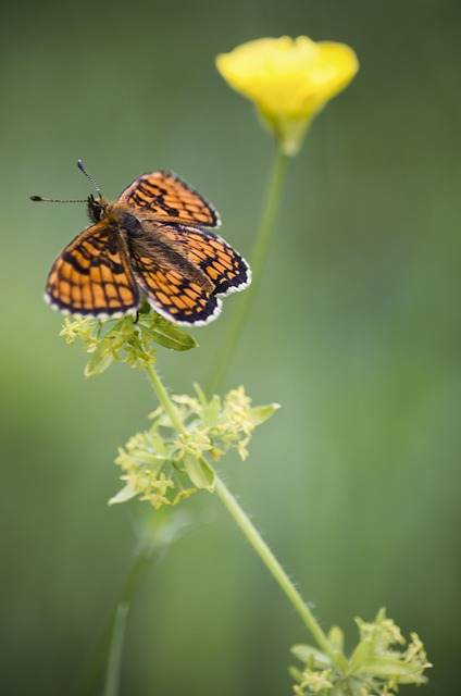 Free Butterfly Beautiful Flowers photo and picture