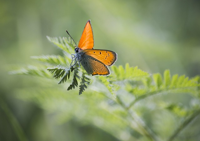 Free Butterfly Flower photo and picture