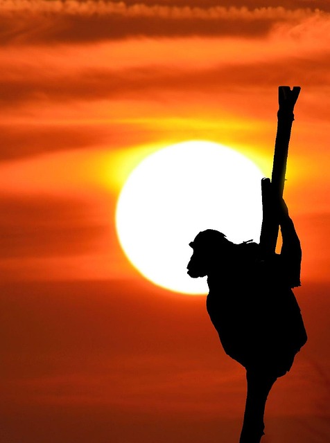 Free Ape Sunset photo and picture