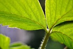 strawberry, leaf, structure