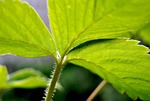 strawberry, leaf, structure