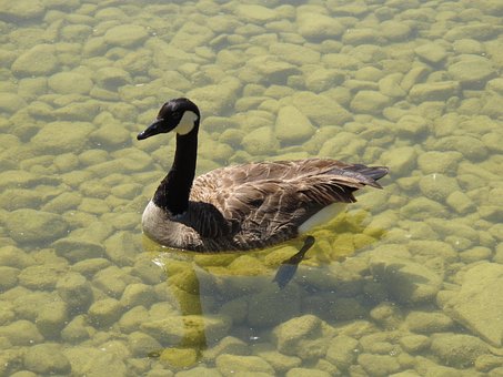 Free Canada Goose Water Bird photo and picture