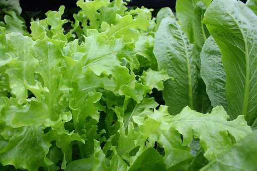 Salată Verde, Cu Frunze, Organic, Salată