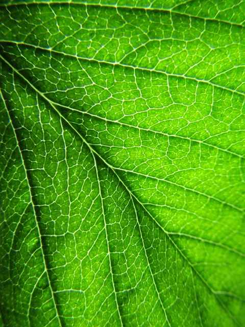 Free Leaf Plant photo and picture