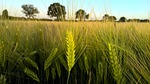 cereals, sunset, cornfield