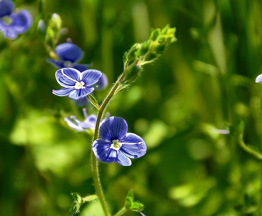 Blue Flower Meadow - Free photo on Pixabay - Pixabay
