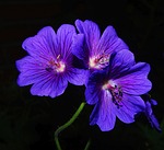 flower, flowers, blue