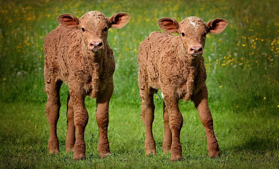 Calves Calf Young Animal Free Photo On Pixabay Calves Calf Young Animal Free Photo On Pixabay