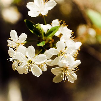 Free Flowers Spring photo and picture