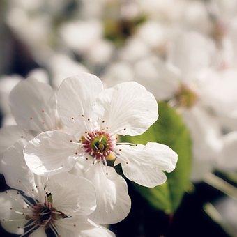 Free Flowers Beautiful Flowers photo and picture