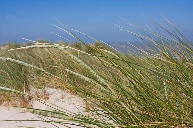 Free Beach Dunes photo and picture
