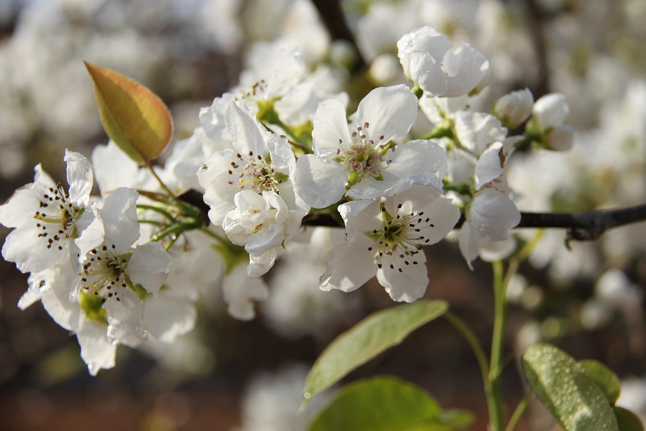 200 多张免费的“梨花”和“自然”照片 - Pixabay