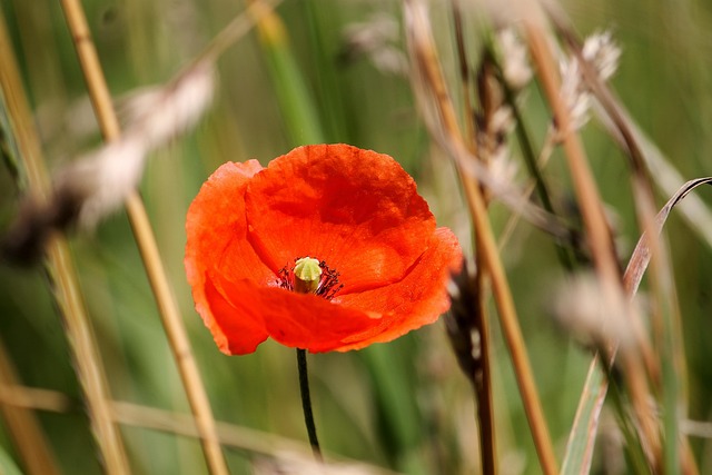 Mohn, Blumen Hintergrund, Blumentapete