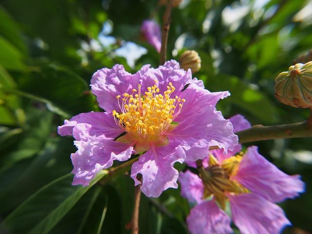 Große Blume, Kreppmyrte, Pink Lila