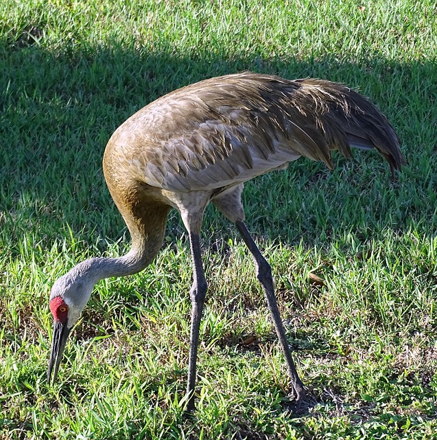 Vogel, Kran, Sandhügel, Natur, Tier