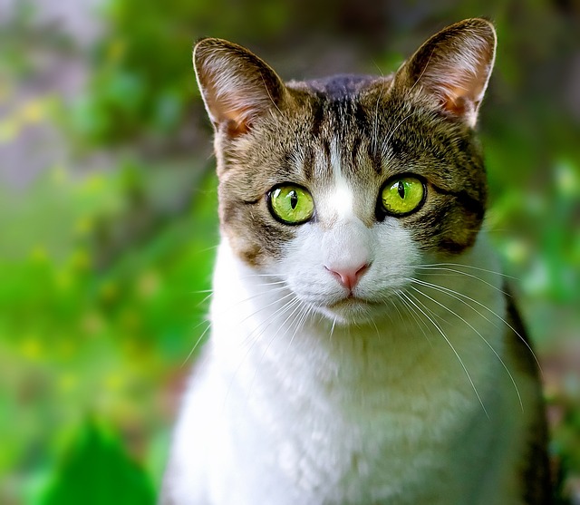 Cat Chat Domestique Animaux Visage Photo Gratuite Sur Pixabay