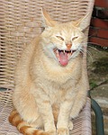 cat, domestic cat, female
