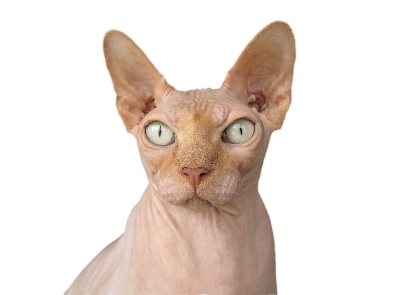 20 000 Free Sphynx Cat Sphynx Images Pixabay