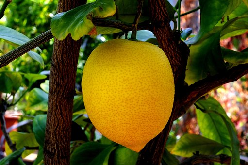 Citron, Citrus Frugt, Kalk, Italien, Gul