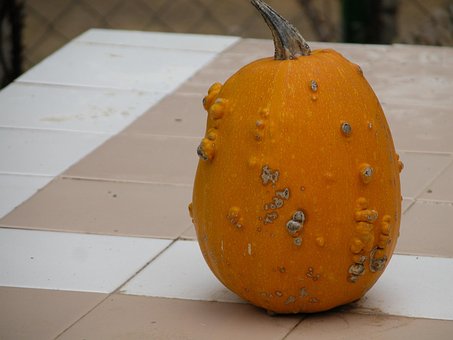 Free Pumpkin Food photo and picture