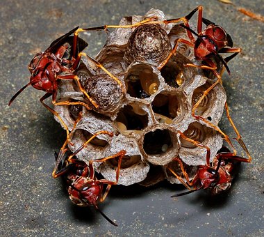 Free Wasp Nest photo and picture