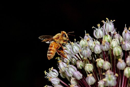 Free Bee Macro photo and picture
