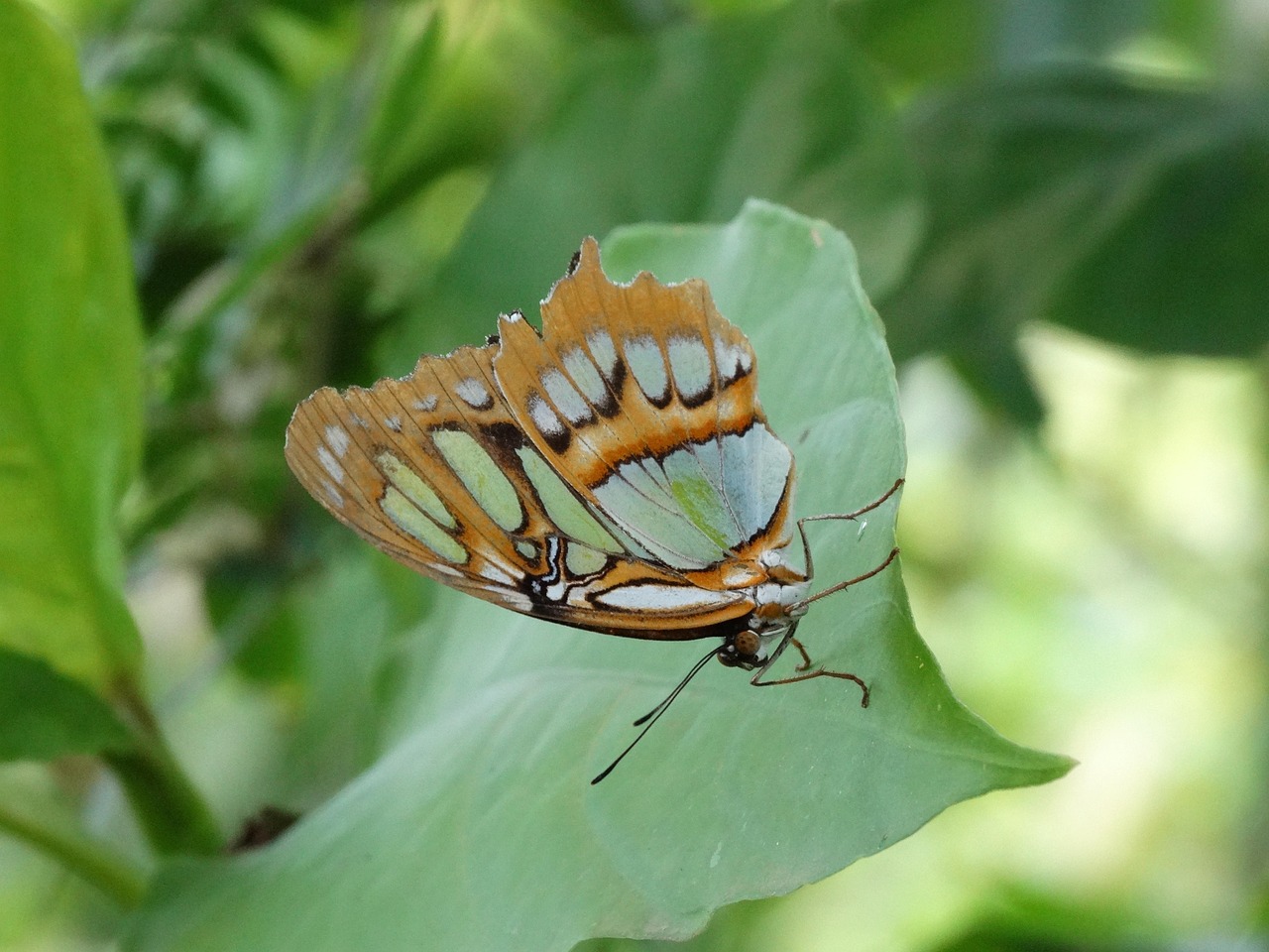 Monarch Butterfly Danaus Free photo on Pixabay Pixabay