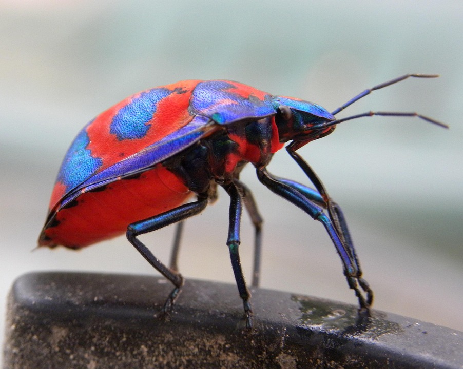 ハイビスカスハーレクインバグ Tectocoris Pixabayの無料写真