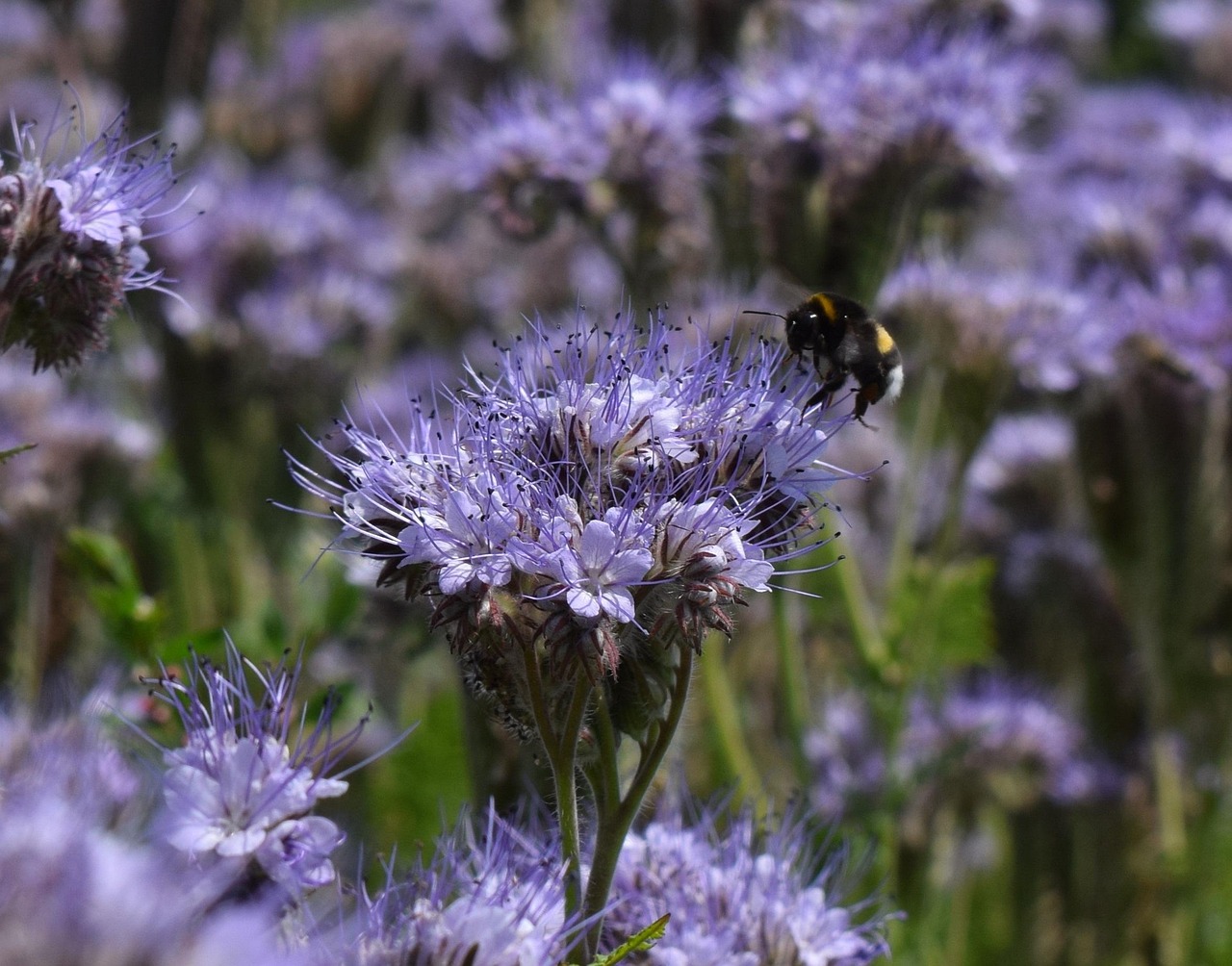Bourdon Fleur Touffue Phacélie - Photo gratuite sur Pixabay